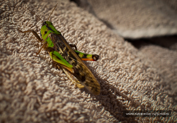 photo 114658