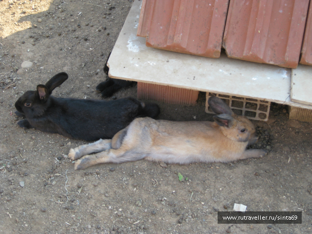 photo 980073