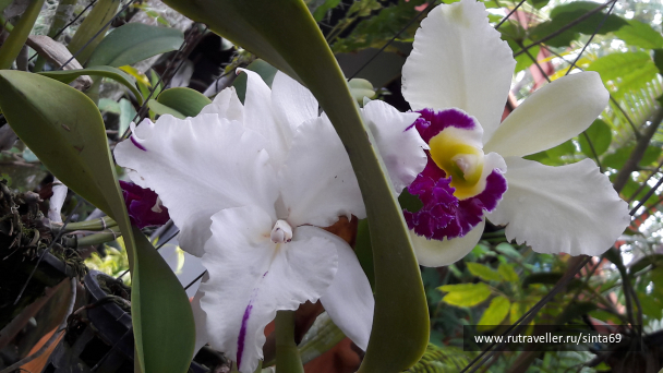 photo 1405135