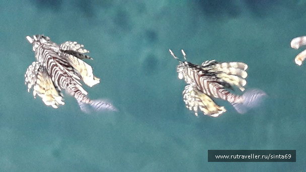 photo 1635533