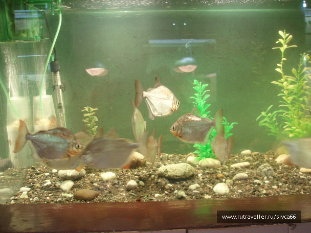 photo 100343