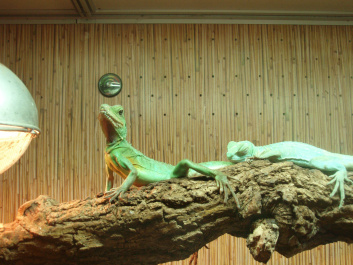 photo 100345