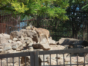 photo 100383