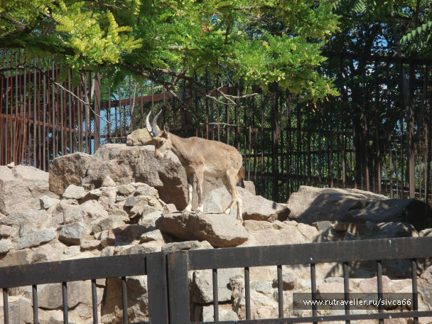 photo 100383
