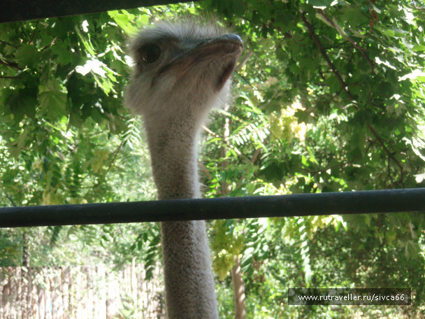 photo 100384