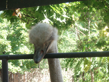 photo 100385