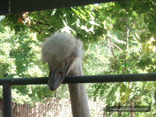 photo 100385
