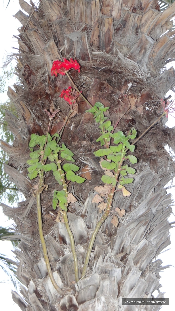 photo 788524