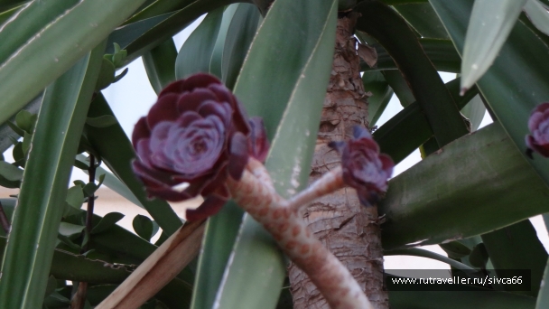 photo 788540