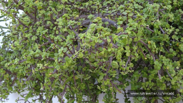 photo 788541