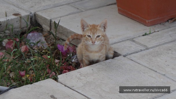 photo 788556