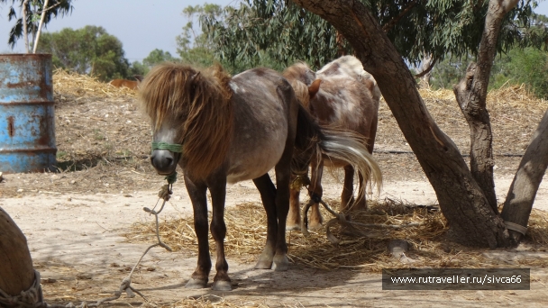 photo 789210