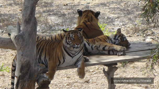 photo 789270