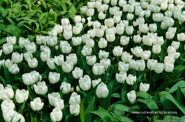 photo 234571