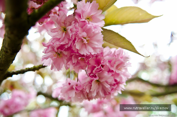 photo 234578