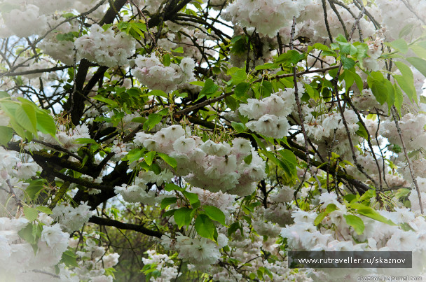 photo 234593