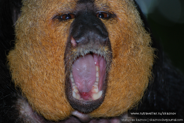 photo 235044