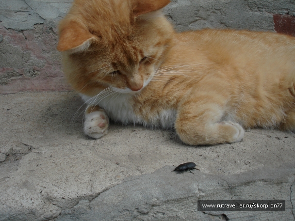 photo 769599