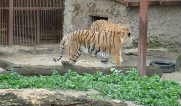 2010.06.05 068