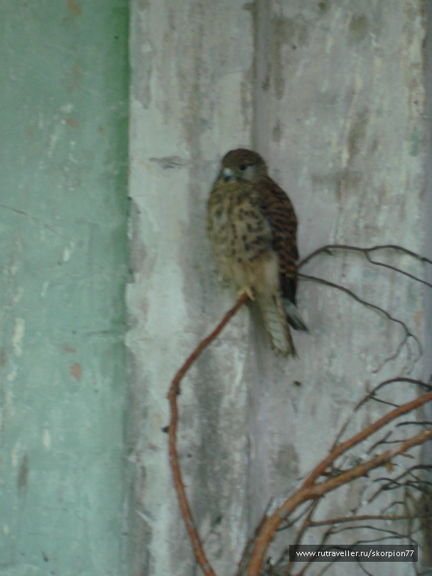photo 811916