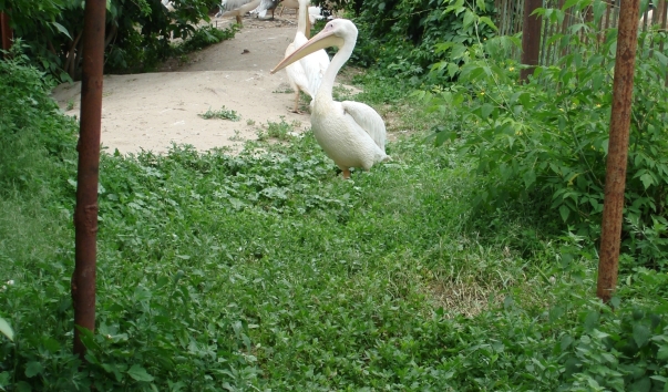2010.06.05 041