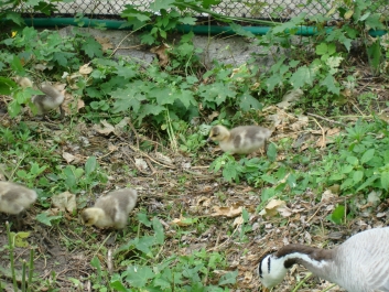 photo 811945