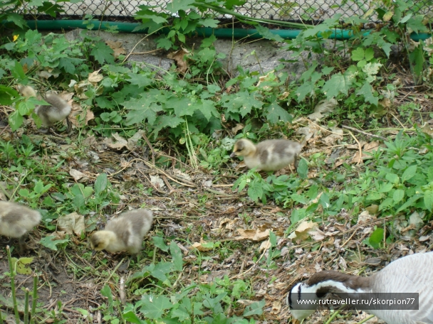 photo 811945
