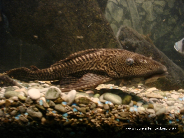 photo 815073