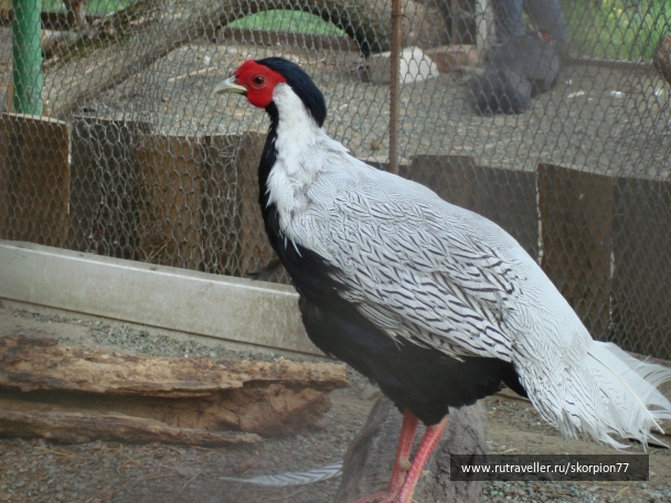 photo 920796
