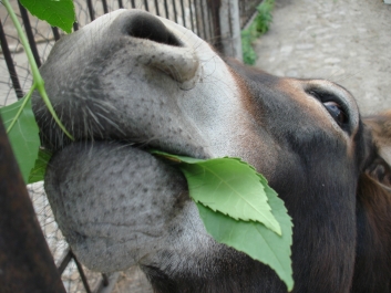photo 920808