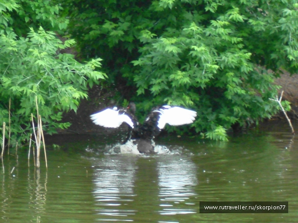 photo 920827
