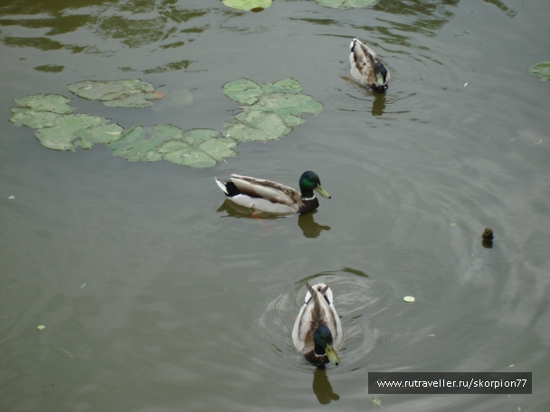 photo 920828