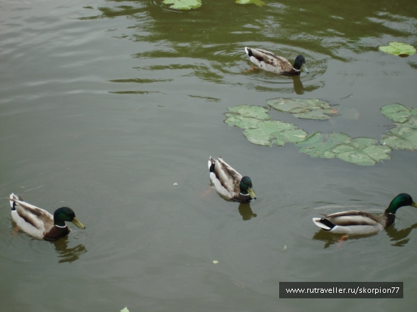 photo 920829