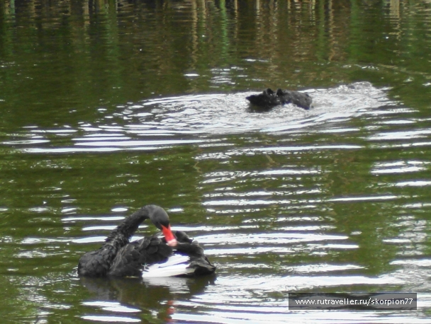 photo 920830
