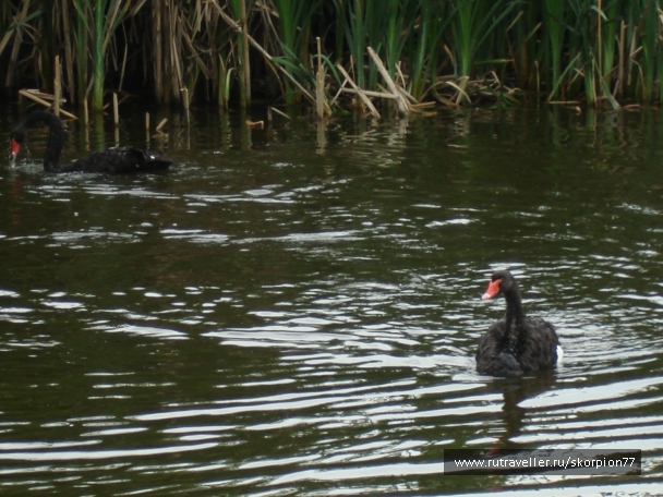 photo 920832