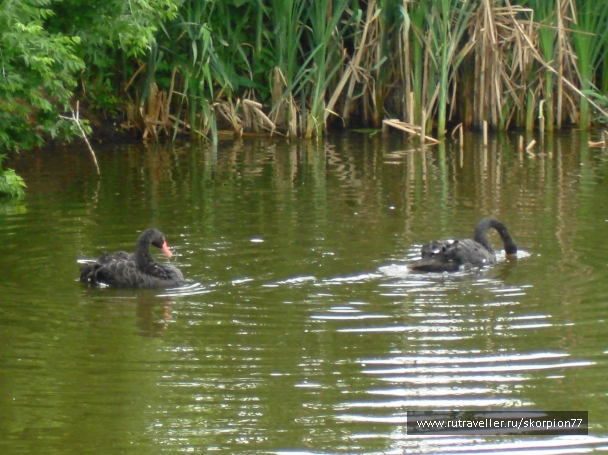 photo 920833