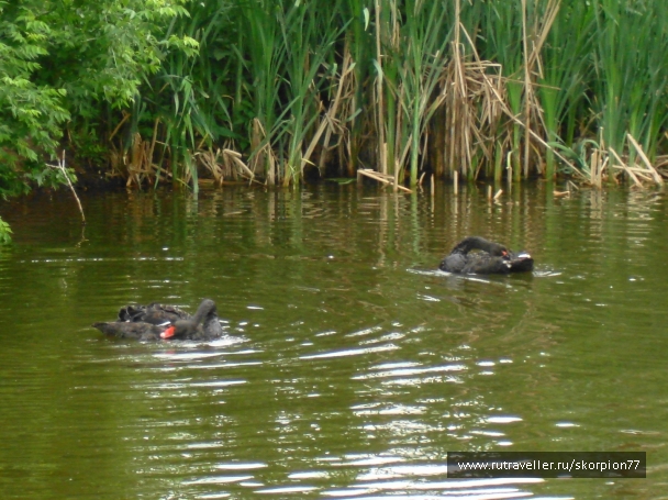 photo 920834
