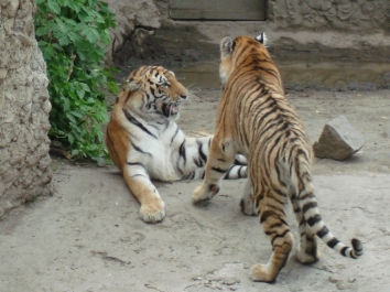 photo 920842