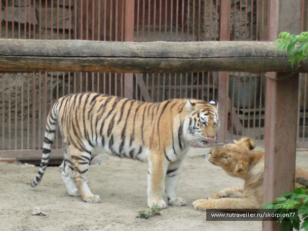 photo 920855