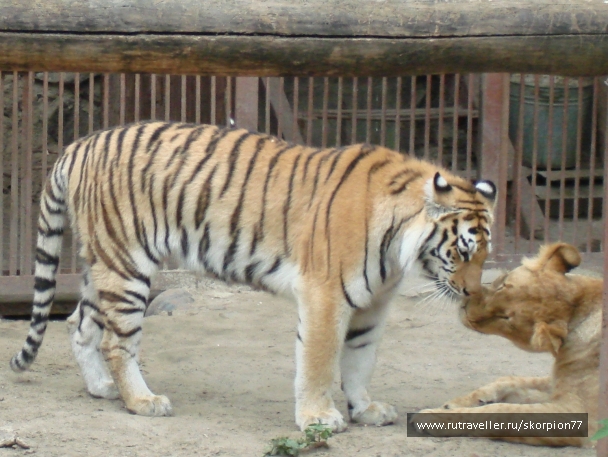 photo 920856