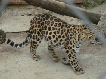 photo 920861