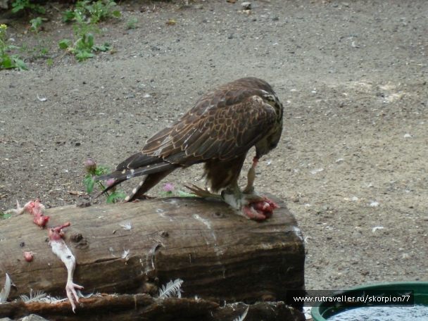 photo 920863