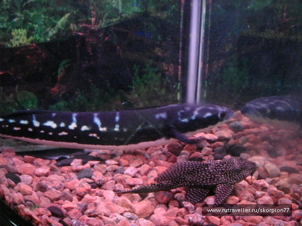 photo 927820