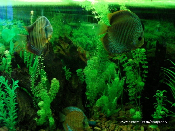 photo 927821