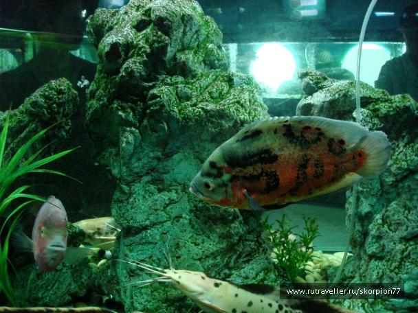 photo 927822