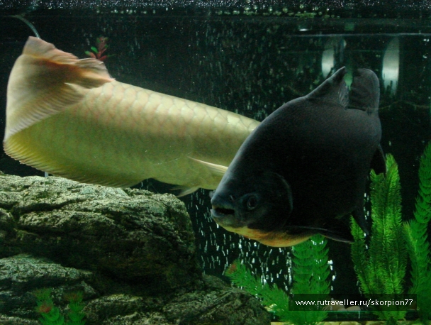 photo 927826