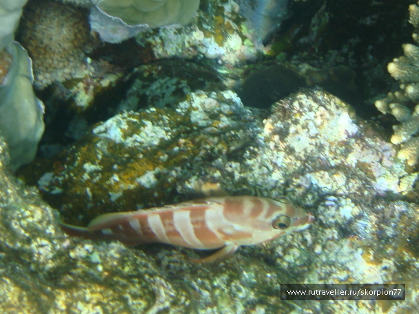 photo 1621484