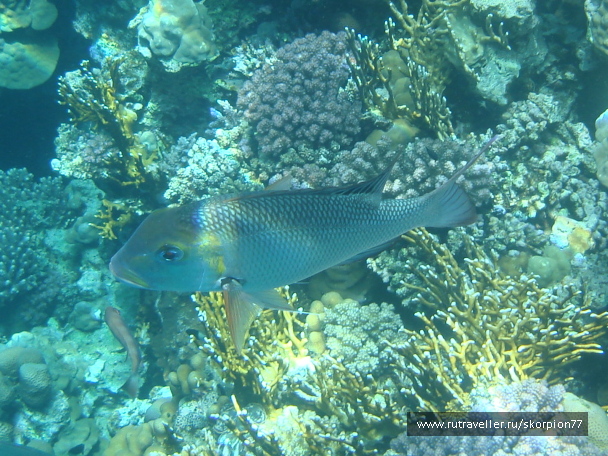 photo 1621486