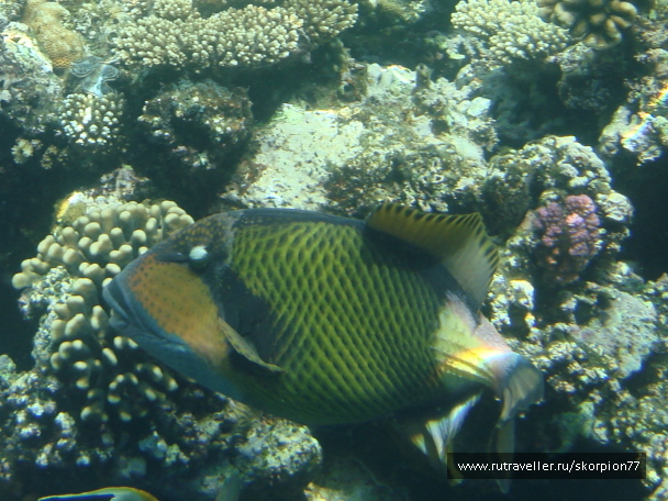 photo 1621488
