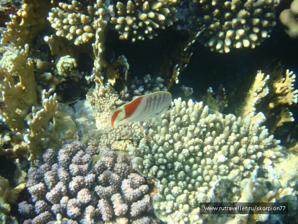 photo 1621489